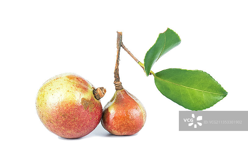 大籽油茶果山茶籽图片素材