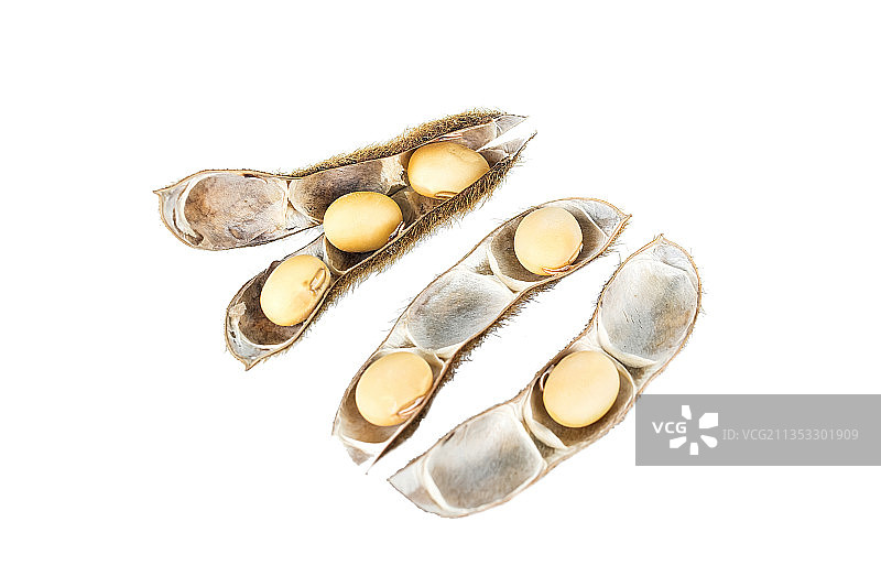 白背景上的大豆荚图片素材