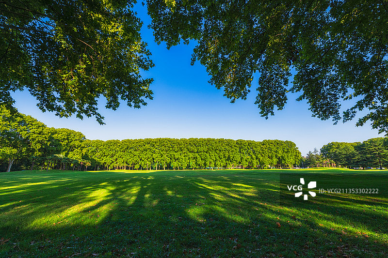 河南郑州黄河迎宾馆原河南省委第三招待所法国梧桐草坪夏季风光图片素材