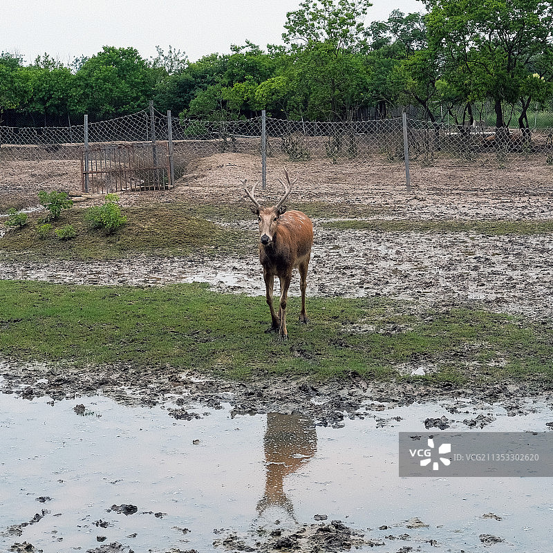 江苏盐城大丰中华麋鹿园中自由自在的麋鹿图片素材