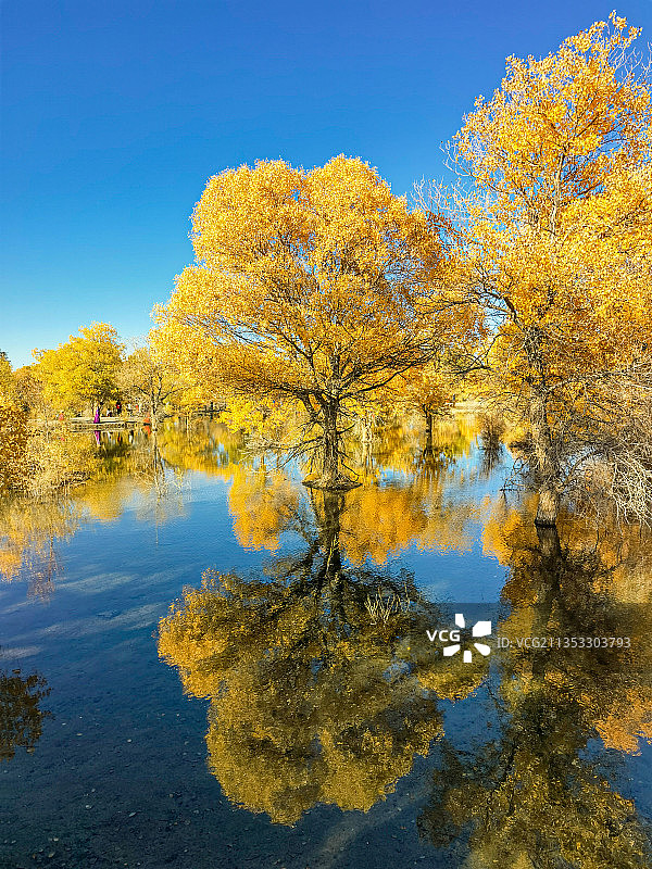 2021金塔胡杨林金秋黄叶图片素材