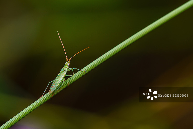 草茎上的树蟋图片素材