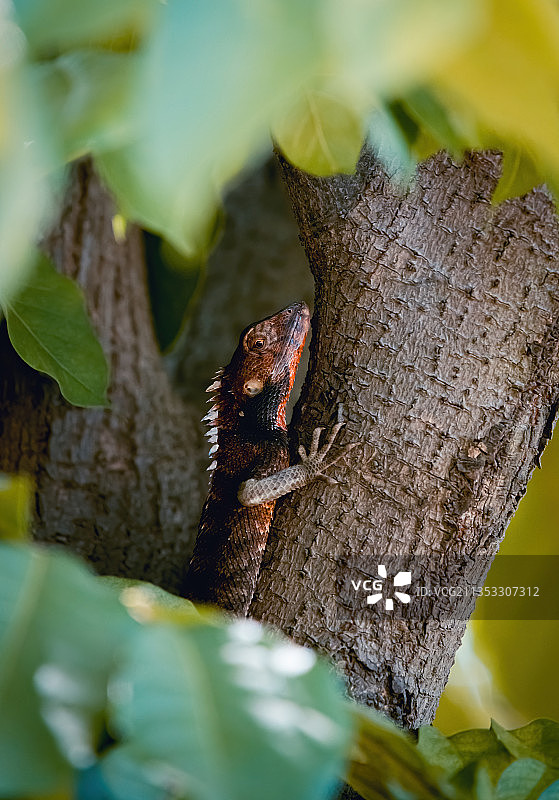 躲在叶间的变色树蜥图片素材
