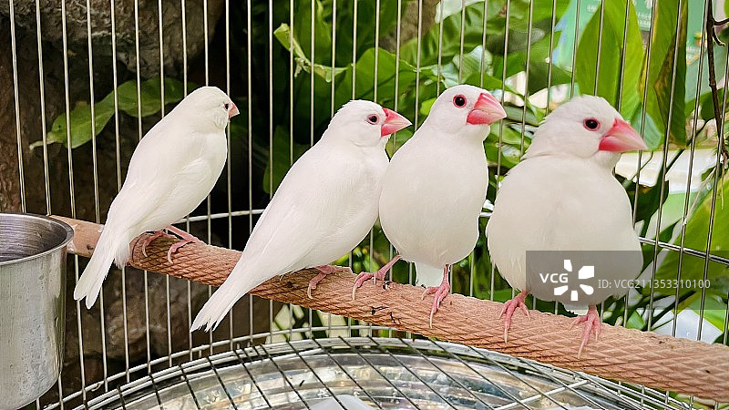 白文鸟图片素材