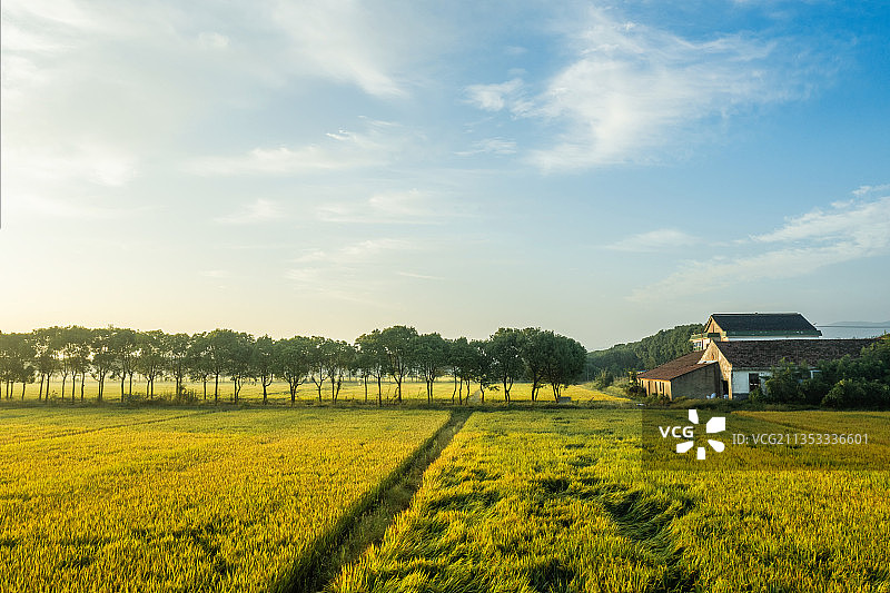 华西村稻田日出露水薄雾阳光蓝天白云图片素材