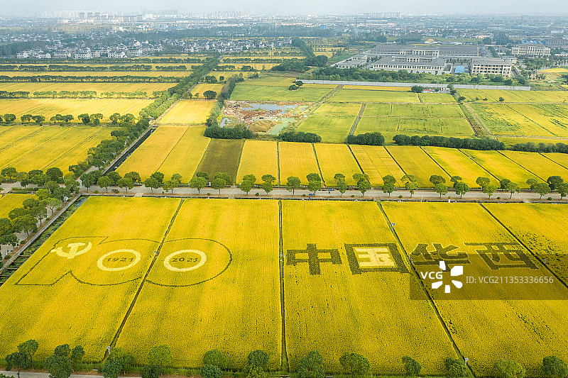 华西村稻田日出露水薄雾阳光蓝天白云图片素材