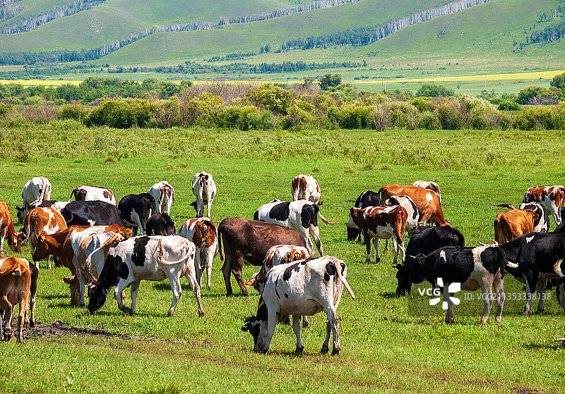 呼伦贝尔大草原-奶牛-奶源地图片素材