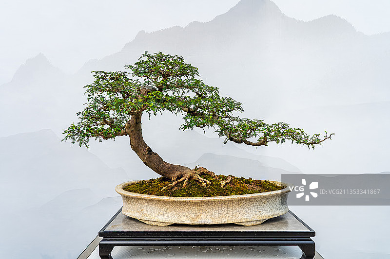 雀梅艺术盆景图片素材