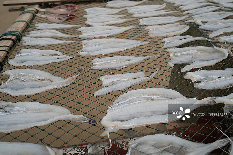 龙头鱼 水潺 晒鱼干图片素材