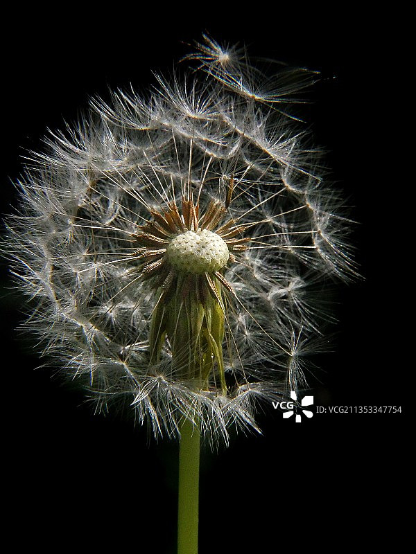 荷兰黑色背景下的蒲公英特写图片素材