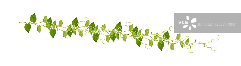 印度尼西亚塔马纳玉白色背景下的植物特写图片素材