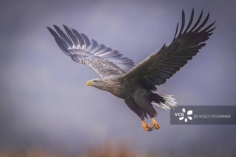 低角度拍摄的飞鹰图片素材