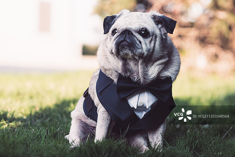 坐在草地上的黑哈巴狗肖像图片素材