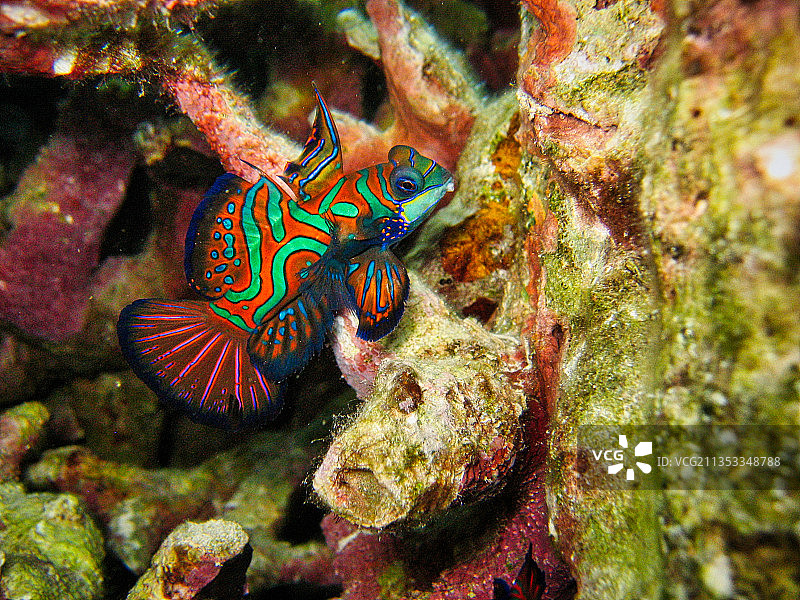 在海中游泳的橘色热带鱼特写图片素材