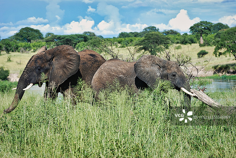 坦桑尼亚非洲象在田野上行走的侧面视角图片素材