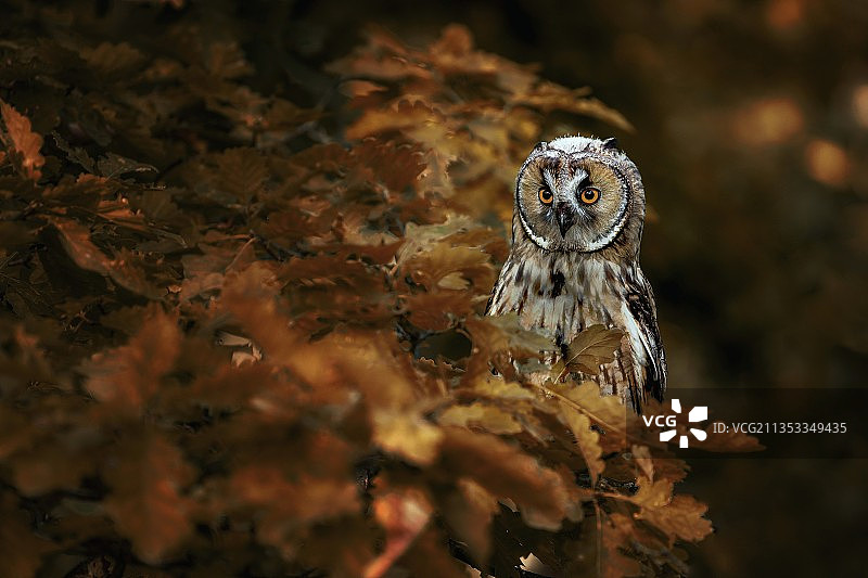 美洲角鸮栖息于树枝的特写图片素材