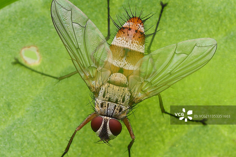 树叶上的蜻蜓特写图片素材