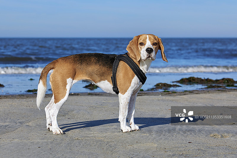 比格犬站在海滩上，以天空为背景的肖像图片素材