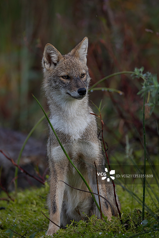 田野中狐狸特写图片素材