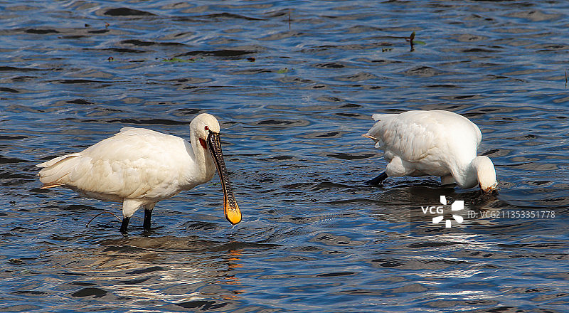 两只在湖中游泳的天鹅，位于德国桑滕图片素材