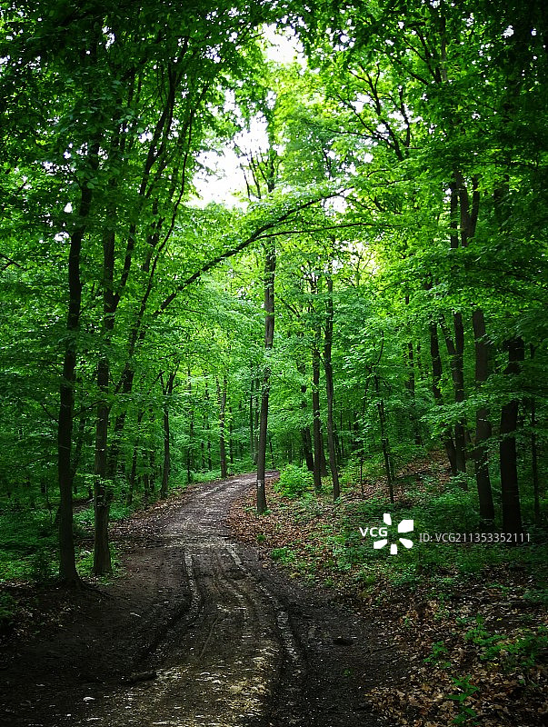 森林中的树木图片素材