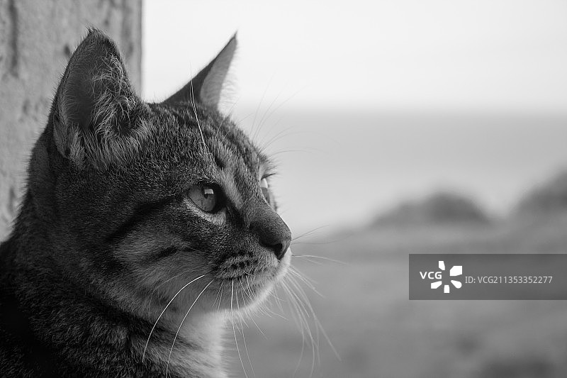 猫看向别处的特写图片素材