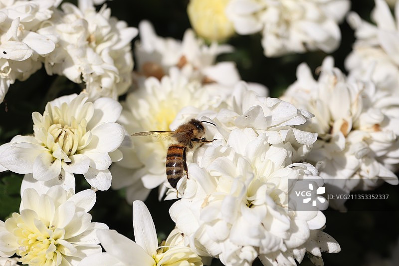 蜜蜂在白色花朵上采蜜特写图片素材