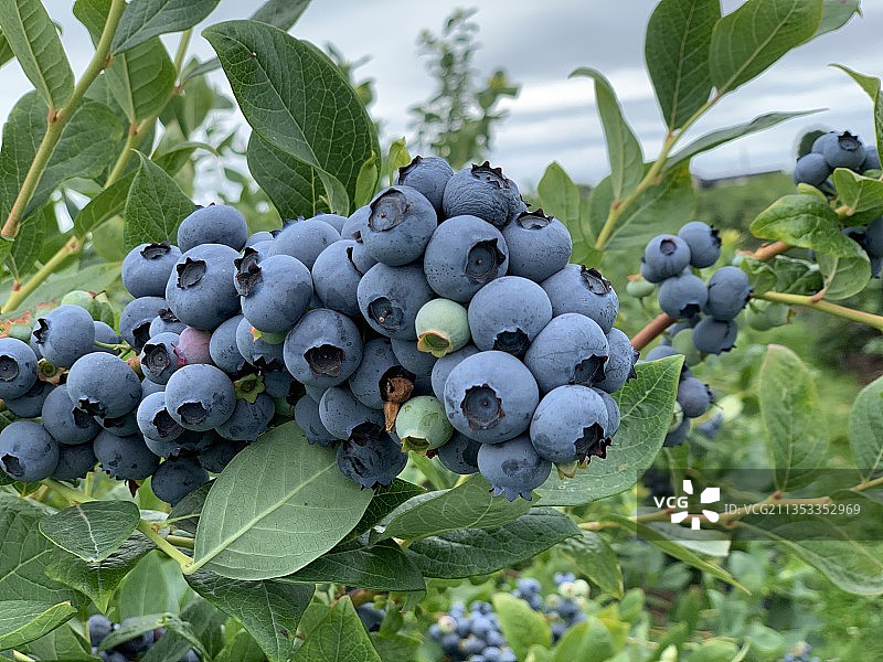 树上生长的蓝莓特写图片素材
