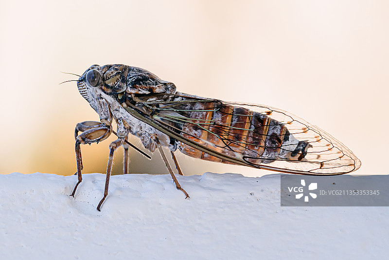 木头上昆虫的特写镜头图片素材