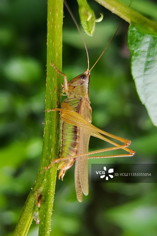小蚂蚱图片素材