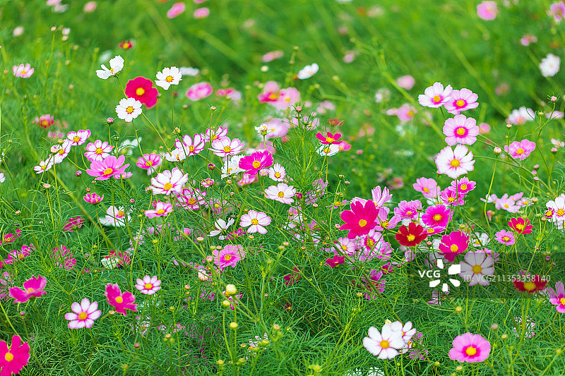 秋天的格桑花海图片素材