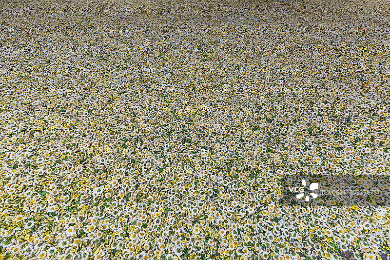 菊花花瓣图片素材