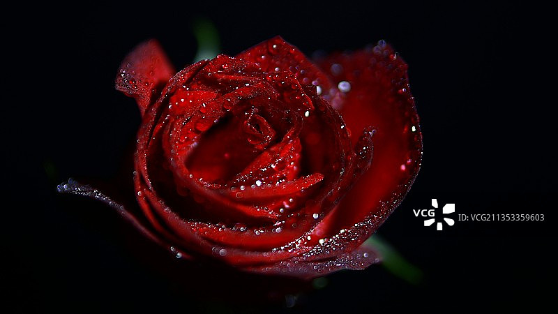 玫惑轻语图片素材