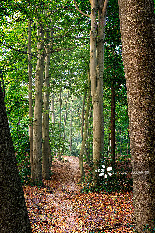 树木在森林图片素材