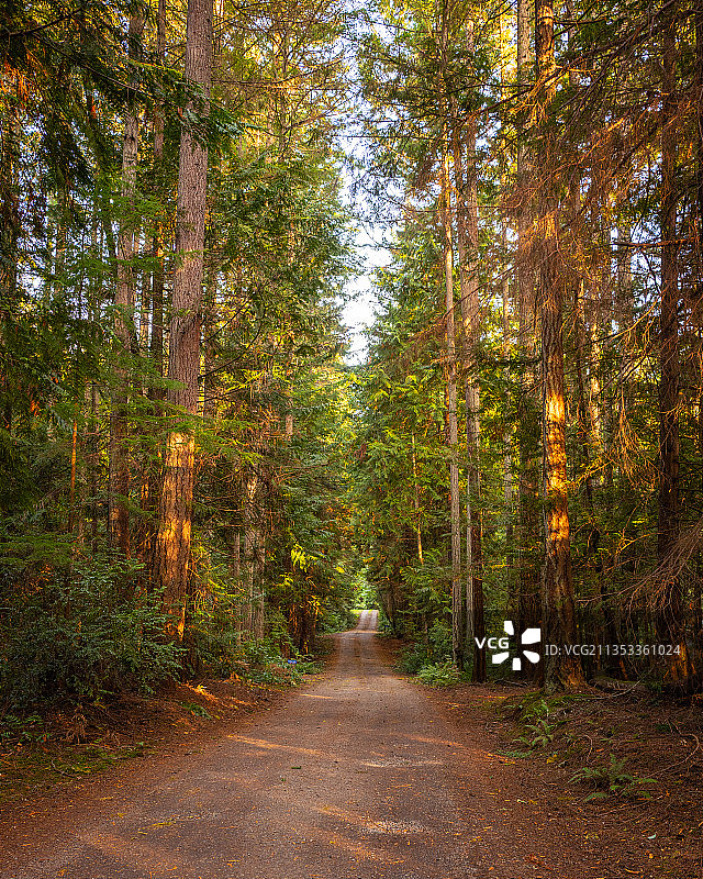 秋季美国华盛顿州班布里奇岛，森林中空旷的道路穿梭于树木之间图片素材
