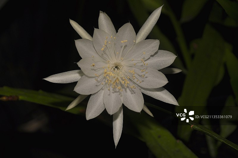 白色开花植物的特写图片素材
