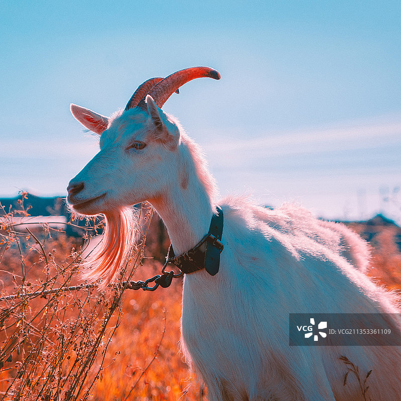 天空下的马特写图片素材