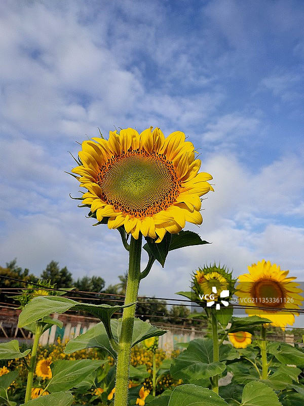 黄色向日葵天空背景特写，印度图片素材