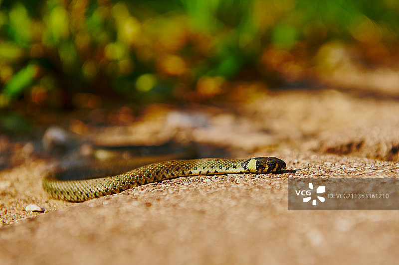 波兰Kamionka的草地水蛇特写图片素材