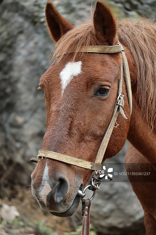 纯种赛马户外站立特写图片素材