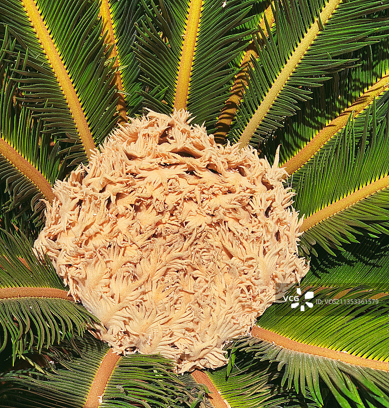 西班牙棕榈树特写图片素材