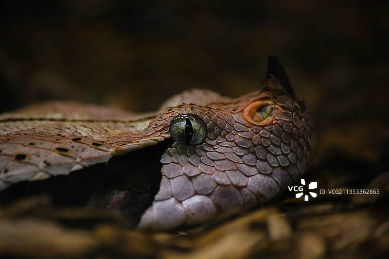 加蓬咝蝰图片素材