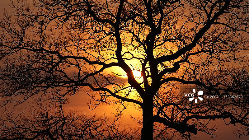 日落时分天空下的树木轮廓图片素材