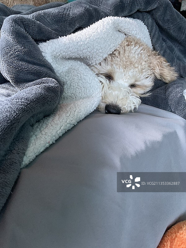 在床上睡觉的贵宾犬特写，埃尔西诺湖，加利福尼亚州，美国图片素材