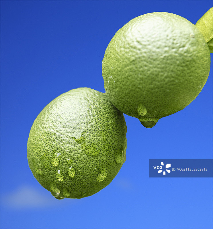 青柠特写，背景为蓝色，美国佛罗里达州杰克逊维尔图片素材