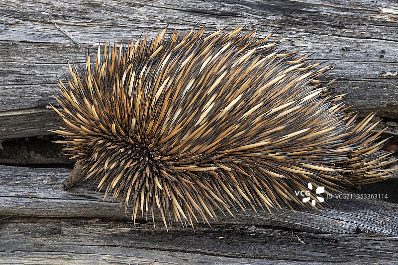 澳大利亚西澳大利亚珀斯，木桌上的刺猬俯视图图片素材
