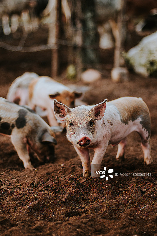 哥伦比亚塞萨尔巴耶杜帕田野里的猪特写图片素材