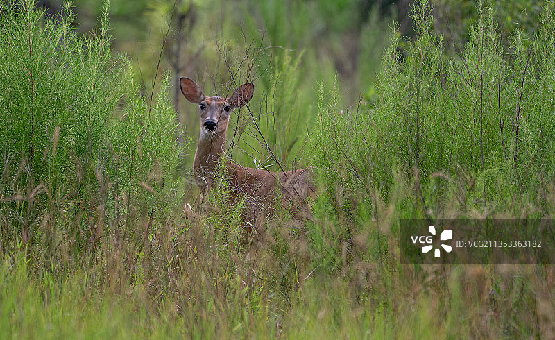 美国佛罗里达州田野植物丛中的鹿的肖像图片素材