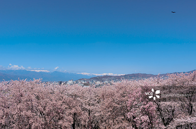 日本长野县松本市蓝天下樱花盛开风光图片素材