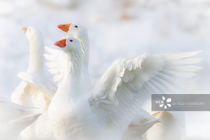英国白色鸭子特写图片素材